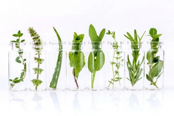 Menthe plantes